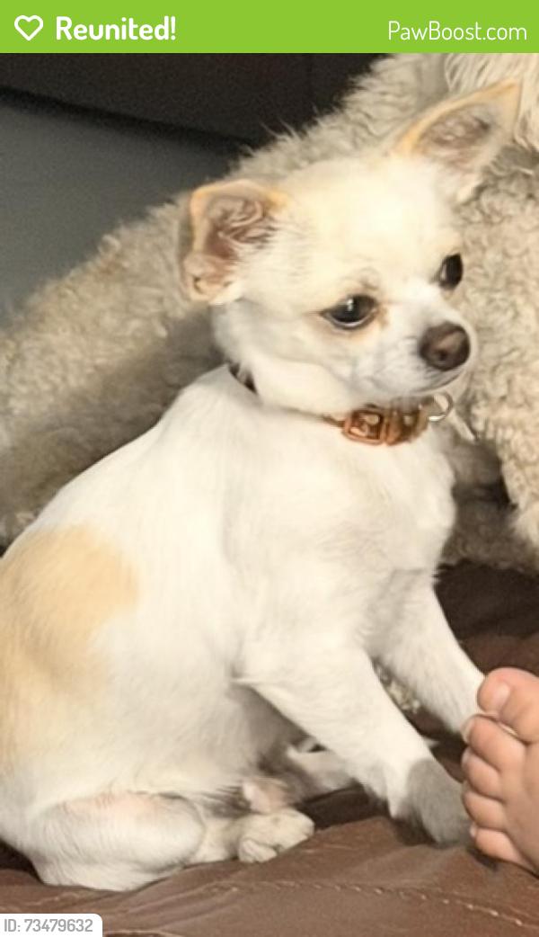 Reunited Male Dog last seen Near S Fiske blvrd, Rockledge, FL 32955