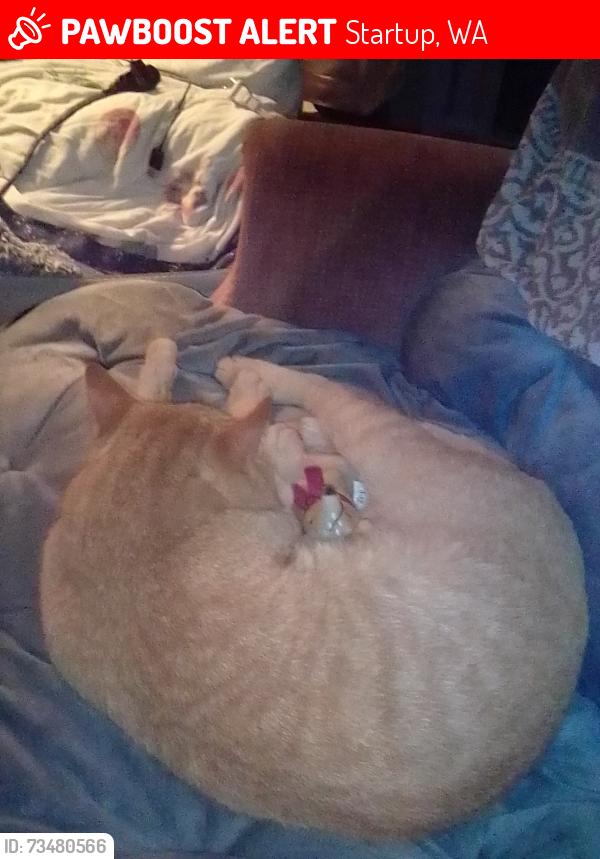 Lost Male Cat last seen 144th St SE & 368yh Dr., Startup, WA 98294