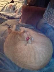 Lost Male Cat last seen 144th St SE & 368yh Dr., Startup, WA 98294