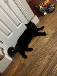 Reunited Male Cat last seen Rowlett dump, Wylie, TX 75098