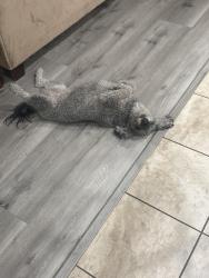 Found/Stray Female Dog last seen Filaree, Moreno Valley, CA 92551