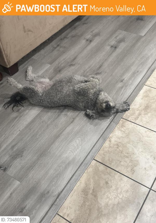 Found/Stray Female Dog last seen Filaree, Moreno Valley, CA 92551