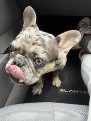 Reunited Female Dog last seen amelia plantation, Katy, TX 77449