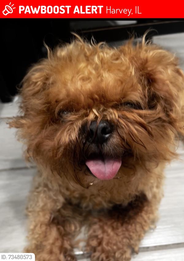 Lost Male Dog last seen Train station, Harvey, IL 60426