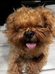 Lost Male Dog last seen Train station, Harvey, IL 60426