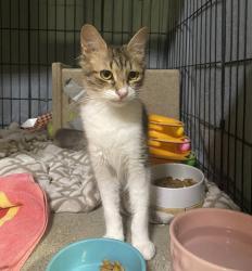 Shelter Stray Female Cat last seen Near Mesa Drive, Oceanside, CA, 92054, Oceanside, CA 92058, USA