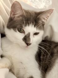 Reunited Male Cat last seen Smith Street, Summer Hill, NSW 2130