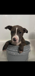Lost Female Dog last seen Near 45th-new kings-Edgewood, Jacksonville, FL 32209