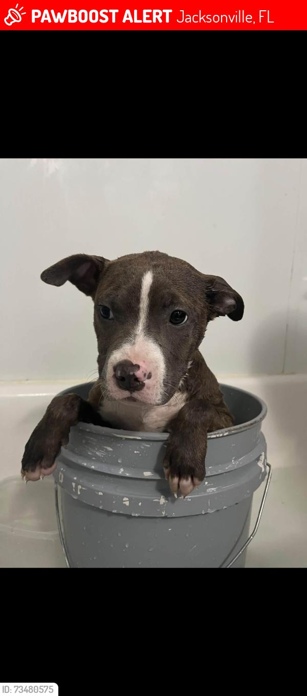 Lost Female Dog last seen Near 45th-new kings-Edgewood, Jacksonville, FL 32209