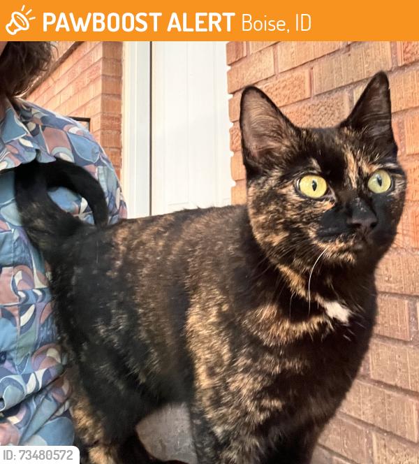 Found/Stray Unknown Cat last seen Pamona, Boise, ID 83704