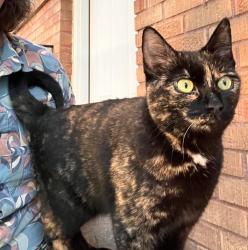 Found/Stray Unknown Cat last seen Pamona, Boise, ID 83704