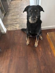 Lost Male Dog last seen Near w9th Dr Se, Mill Creek, WA 98012