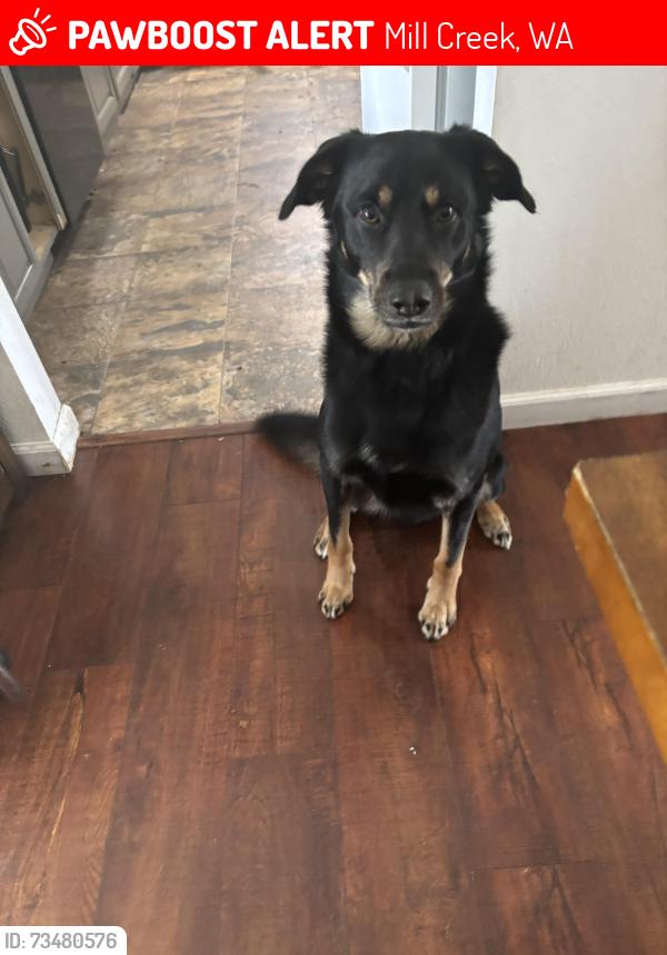 Lost Male Dog last seen Near w9th Dr Se, Mill Creek, WA 98012