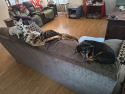 Reunited Female Dog last seen Earl ct and Chaseville, West Pensacola, FL 32507