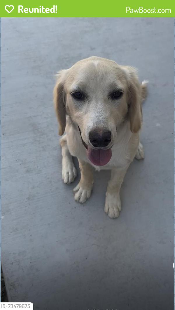 Reunited Female Dog last seen Spring mountain ranch, Riverside, CA 92507