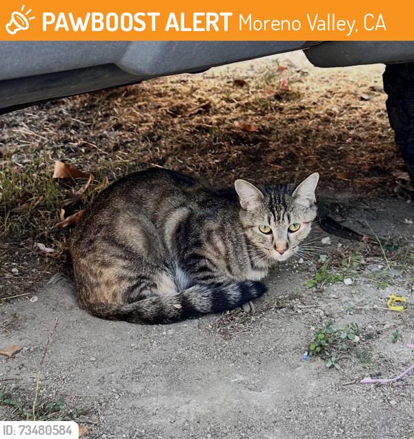 Found/Stray Unknown Cat last seen Rowena, Moreno Valley, CA 92557