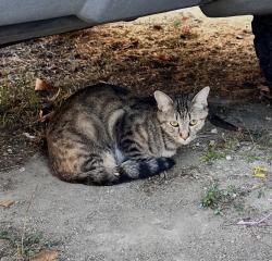 Found/Stray Unknown Cat last seen Rowena, Moreno Valley, CA 92557
