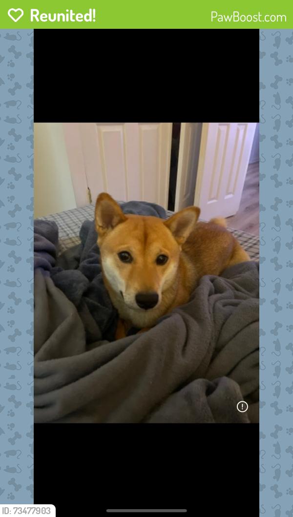 Reunited Male Dog last seen JHS 82 - Alexander Macombs Junior High School, The Bronx, NY 10453