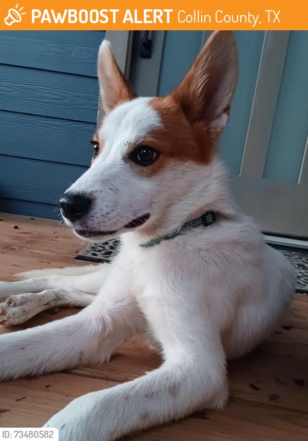Found/Stray Female Dog last seen Near County Road 925, Nevada, TX 75173, Collin County, TX 75173