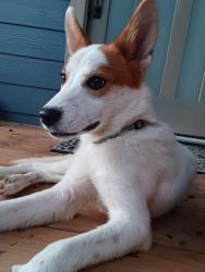 Found/Stray Female Dog last seen Near County Road 925, Nevada, TX 75173, Collin County, TX 75173