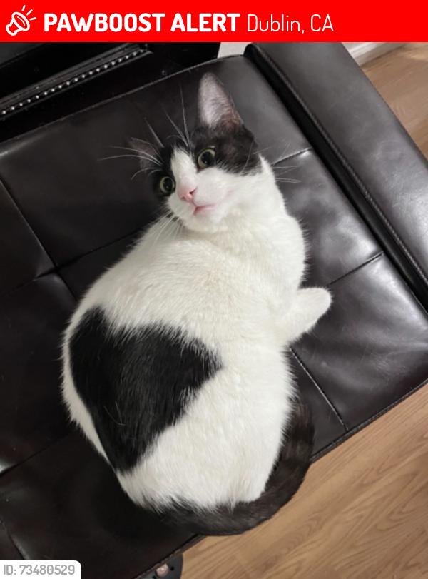 Lost Female Cat last seen Frederiksen Elementary School, Dublin, CA 94568
