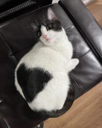 Lost Female Cat last seen Frederiksen Elementary School, Dublin, CA 94568
