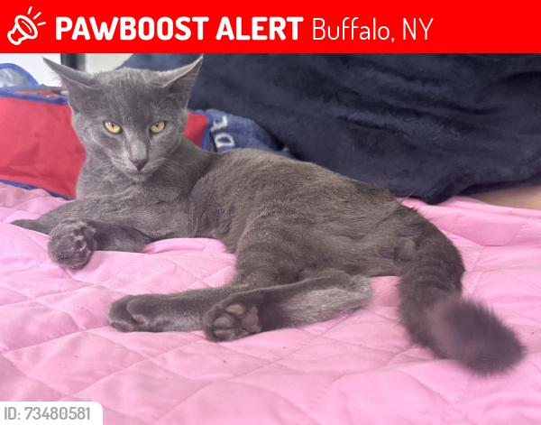Lost Male Cat last seen Near my home crossing the streeets(601 La salle avenue), Buffalo, NY 14215