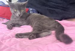 Lost Male Cat last seen Near my home crossing the streeets(601 La salle avenue), Buffalo, NY 14215