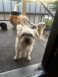 Lost Female Dog last seen C&C Fine Food Market, Long Beach, CA 90805