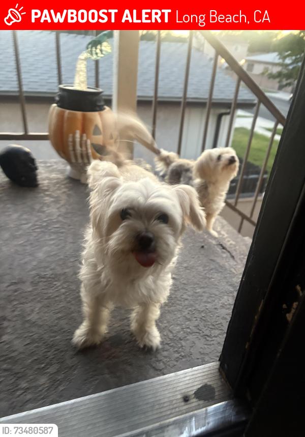 Lost Female Dog last seen C&C Fine Food Market, Long Beach, CA 90805