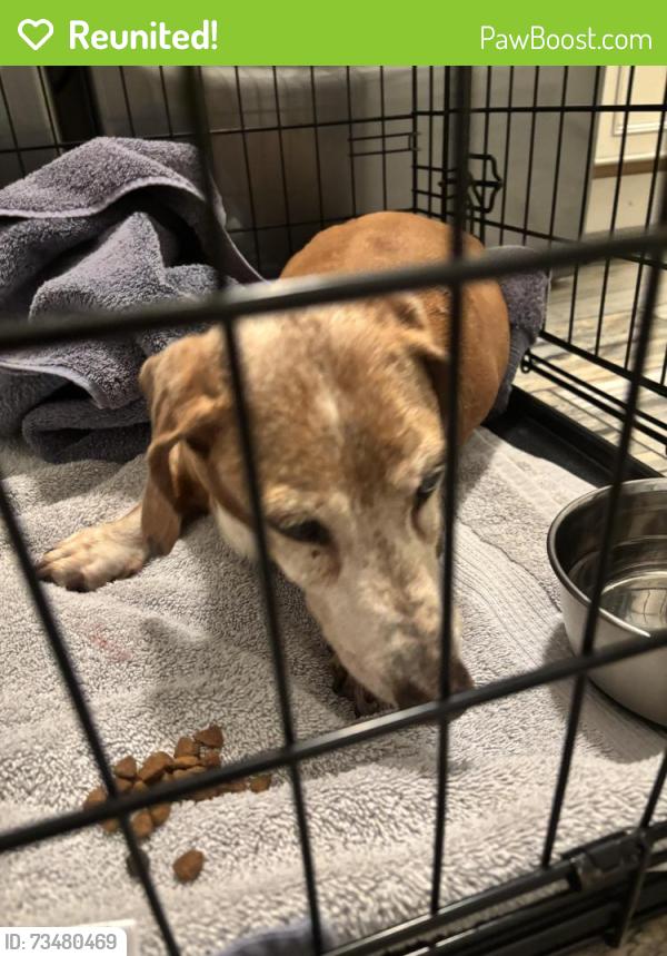 Reunited Male Dog last seen S Foxtail Ln & E Indigo Brush Road, Phoenix, AZ 85048