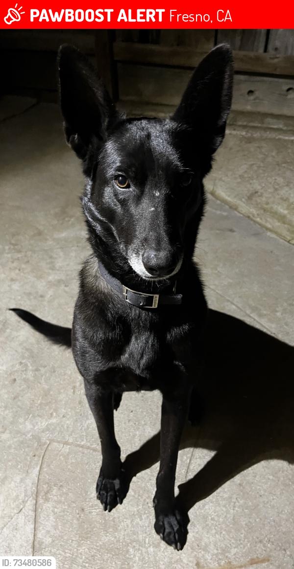 Lost Male Dog last seen E Richert Ave, Fresno, CA 93726, Fresno, CA 93726