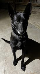 Lost Male Dog last seen E Richert Ave, Fresno, CA 93726, Fresno, CA 93726
