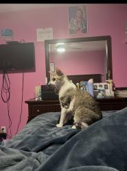 Reunited Male Cat last seen Near east street Middletown CT, Middletown, CT 06457