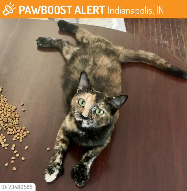 Found/Stray Female Cat last seen Exeter Avenue & W Michigan Street, Indianapolis, IN 46222