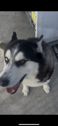 Reunited Male Dog last seen near 1st and meyler area, San Pedro, CA 90731