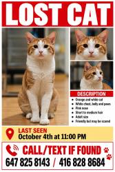 Lost Male Cat last seen Riverbend Estates, Otonabee-South Monaghan, ON K9J 0K7