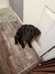 Found/Stray Female Dog last seen 30th St., San Bernardino, CA 92405
