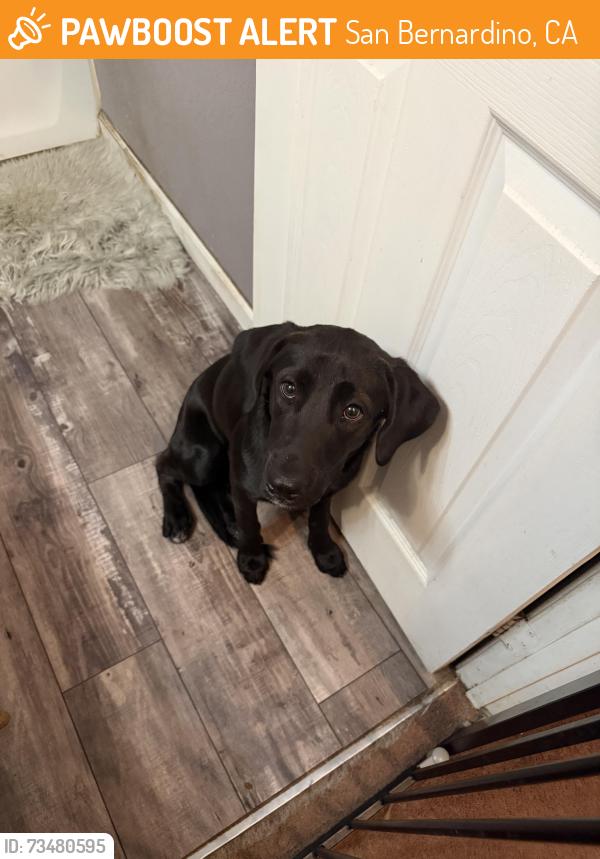 Found/Stray Female Dog last seen 30th St., San Bernardino, CA 92405
