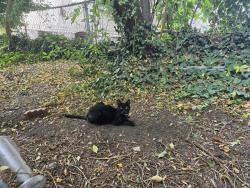 Reunited Male Cat last seen G street, Salt Lake City, UT 84103