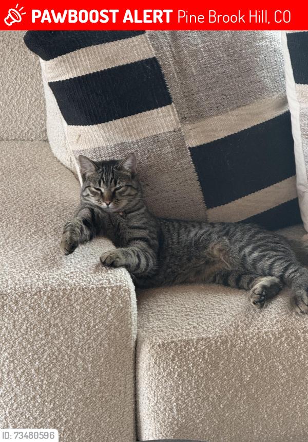 Lost Male Cat last seen Pine Brook hills, Pine Brook Hill, CO 80304