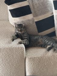 Lost Male Cat last seen Pine Brook hills, Pine Brook Hill, CO 80304