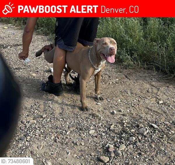 Lost Female Dog last seen Kentucky, Denver, CO 80219