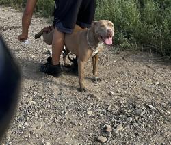 Lost Female Dog last seen Kentucky, Denver, CO 80219