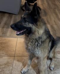 Reunited Male Dog last seen Myrtle and Filbert St, Stockton, CA 95205