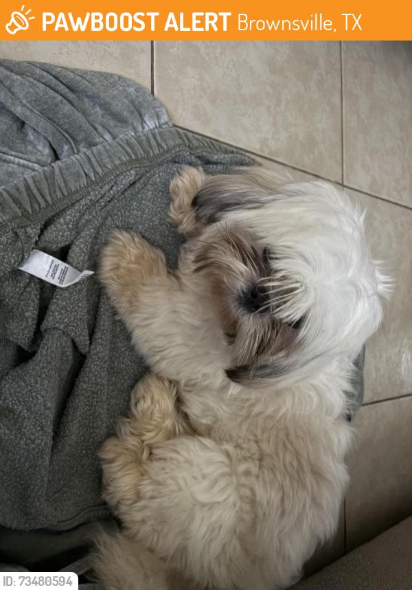 Found/Stray Male Dog last seen Tepic drive Brownsville Texas, Brownsville, TX 78520