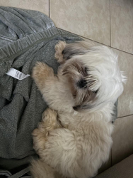 Found/Stray Male Dog last seen Tepic drive Brownsville Texas, Brownsville, TX 78520