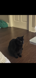 Lost Male Cat last seen S Jersey Ct, Centennial, CO 80112