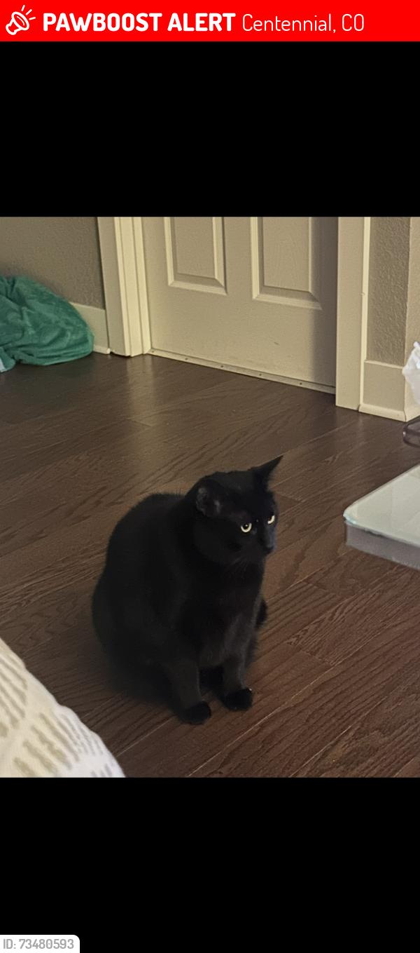 Lost Male Cat last seen S Jersey Ct, Centennial, CO 80112