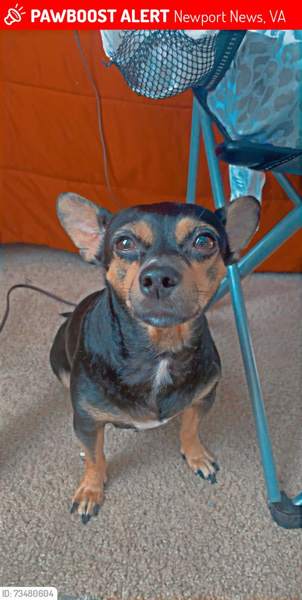 Lost Female Dog last seen Near latitude lane, Newport News, VA 23601